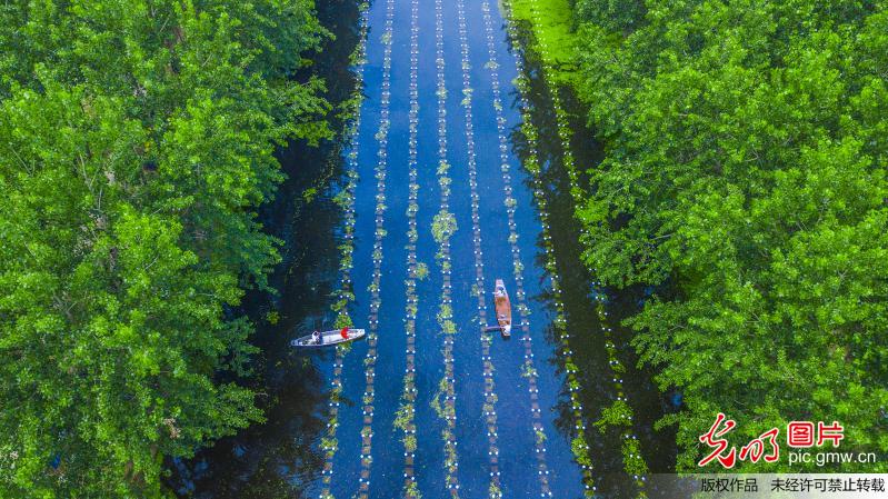 Workers busy with freshwater mussel farming in E China’s Jiangsu