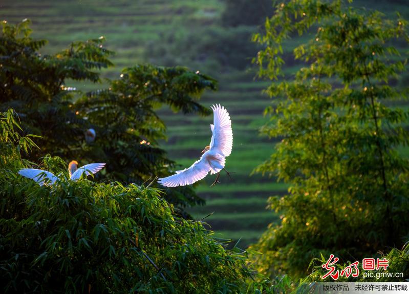 Egrets seen in SW China’s Chongqing