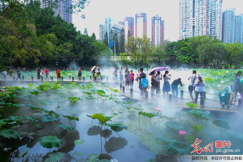 Tourists view blooming lotus flowers in Shenzhen
