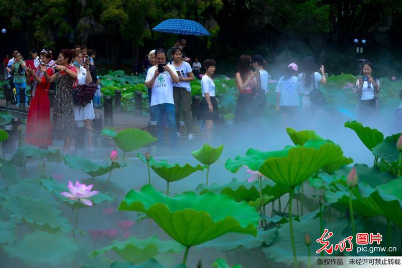 Tourists view blooming lotus flowers in Shenzhen