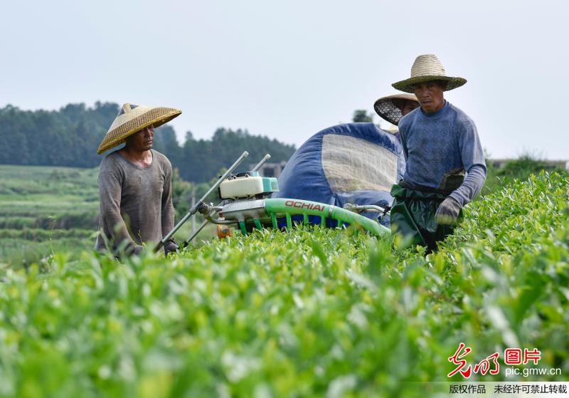 Machines help famers pick tea in SW China’s Guizhou