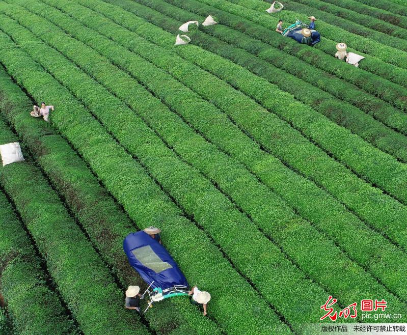 Machines help famers pick tea in SW China’s Guizhou