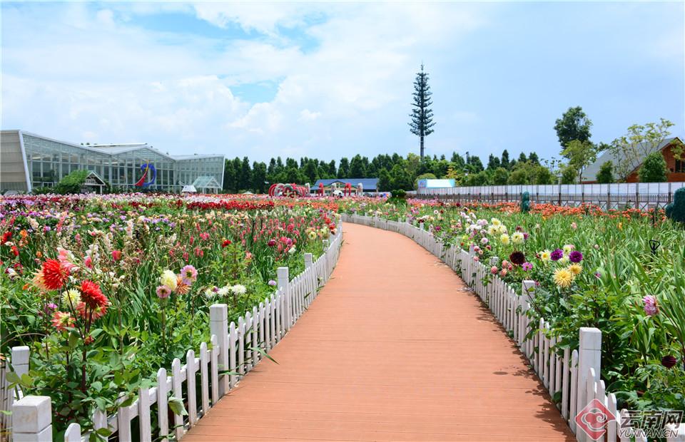 Blooming flowers seen at Kunming Laoyuriver Wetland Park