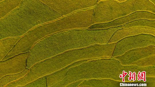 Aerial view of paddy field in SW China’s Sichuan
