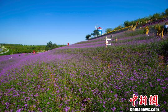 Citizens visit sea of flowers in N China’s Shanxi
