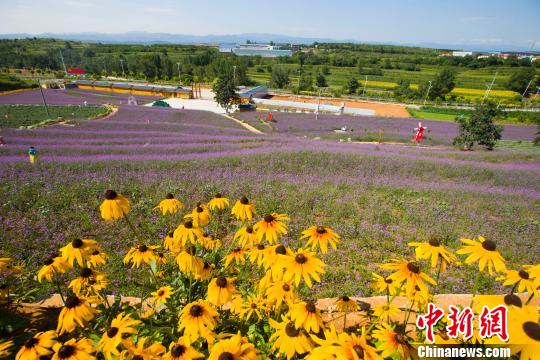 Citizens visit sea of flowers in N China’s Shanxi