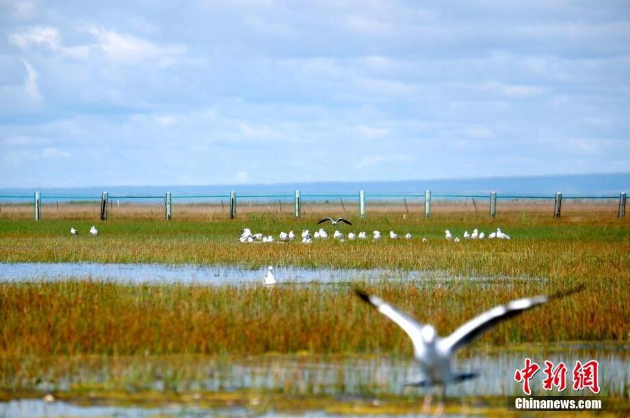 Migrant birds seen at wetland in NW China’s Qinghai