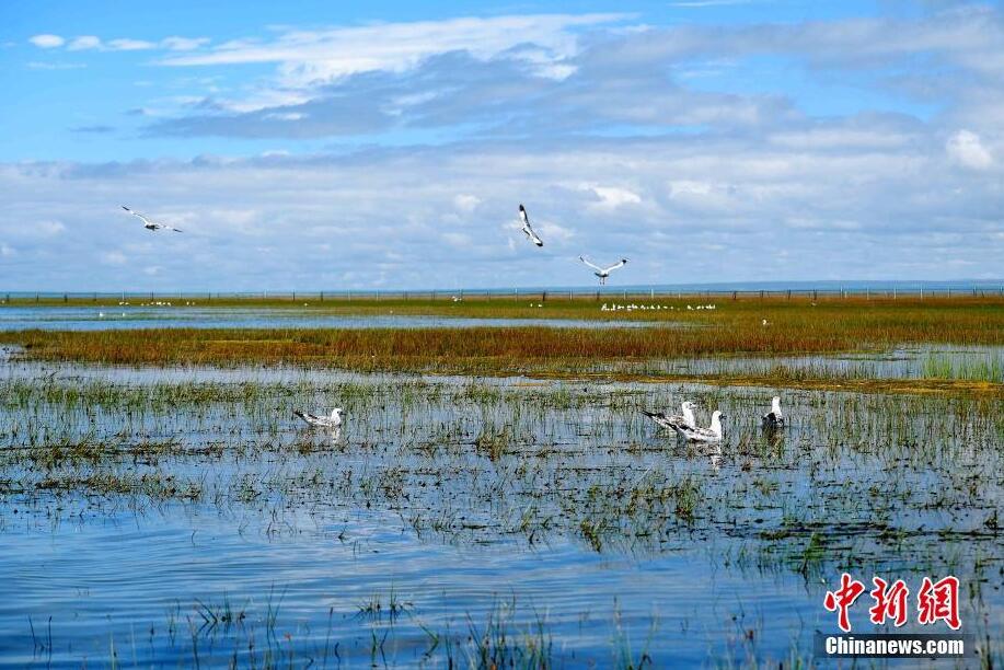 Migrant birds seen at wetland in NW China’s Qinghai