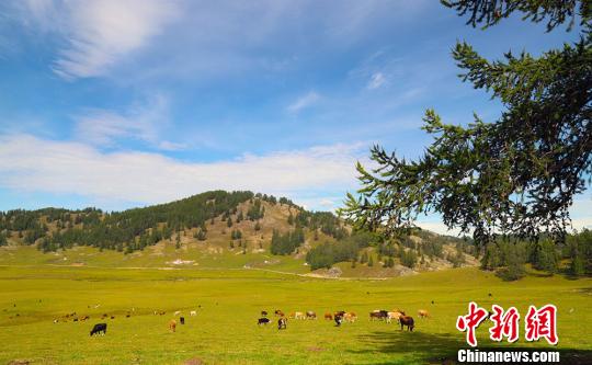 Scenery of grassland attracts tourists in NW China’s Xinjiang