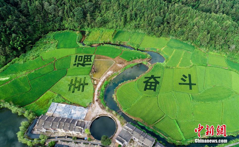 Aerial view of picturesque scenery paddy field in E China’s Jiangxi