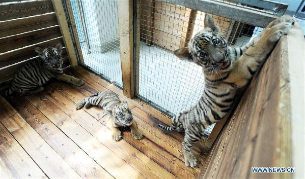 Three South China Tiger cubs play at breeding base in Suzhou, east Chinaang