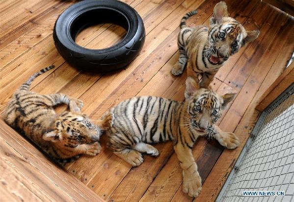Three South China Tiger cubs play at breeding base in Suzhou, east Chinaang