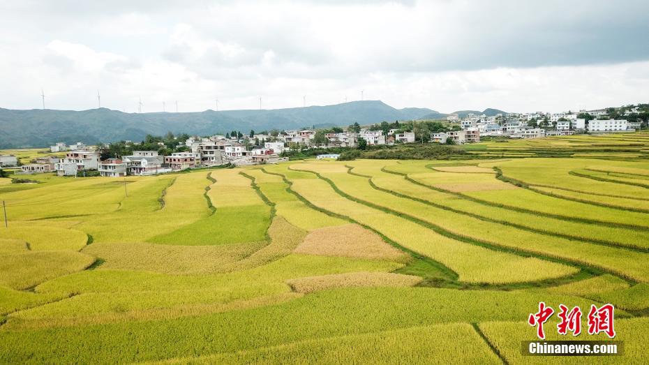 Aerial view of paddy field in SW China’s Guizhou