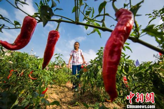 Villagers busy harvesting chilies in E China’s Jiangxi