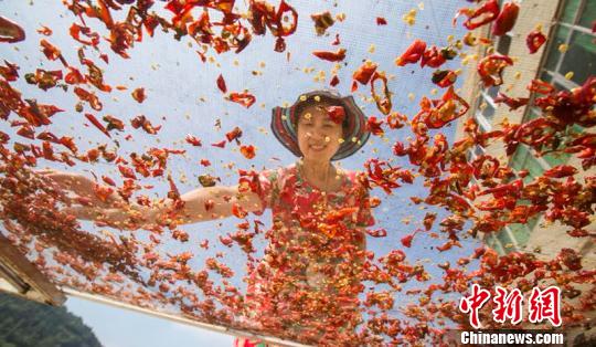 Villagers busy harvesting chilies in E China’s Jiangxi