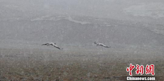 Black-necked cranes seen after snowfall in NW China’s Gansu