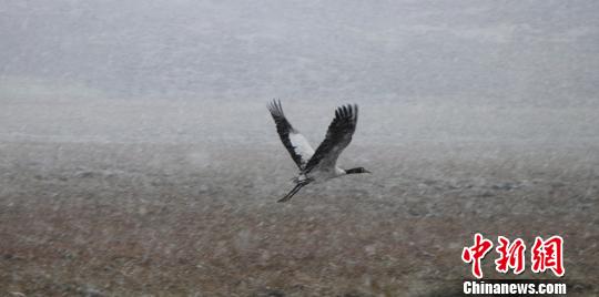 Black-necked cranes seen after snowfall in NW China’s Gansu