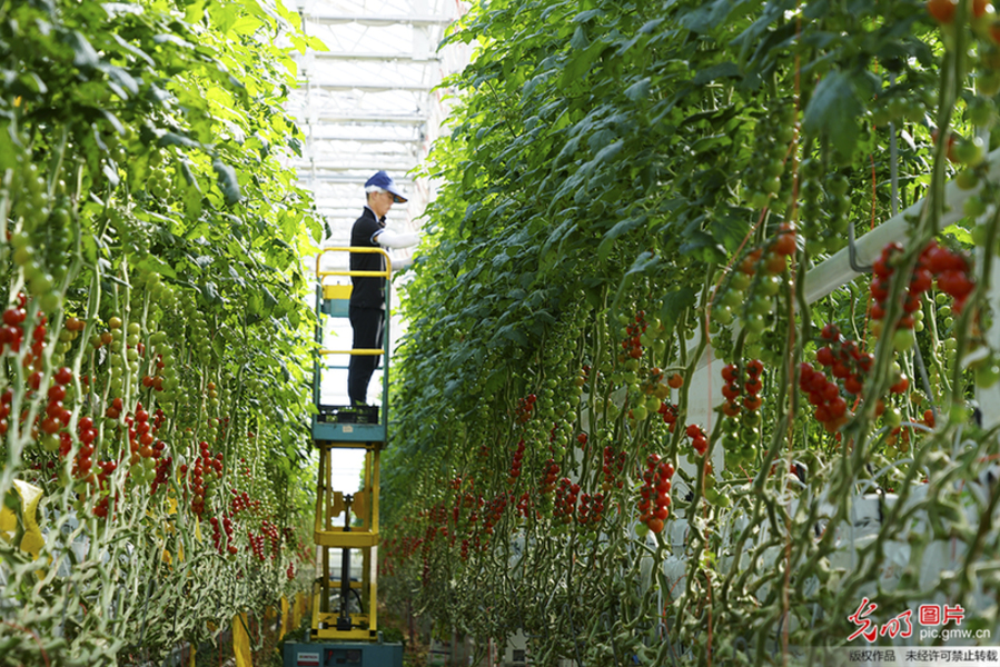 Famers busy harvesting cherry tomatoes in NE China