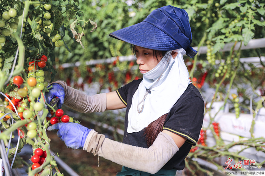 Famers busy harvesting cherry tomatoes in NE China