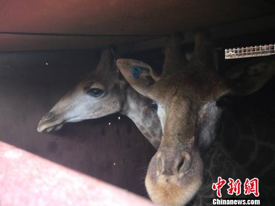 Twenty giraffes migrated from South Africa to chongqing to make their homes