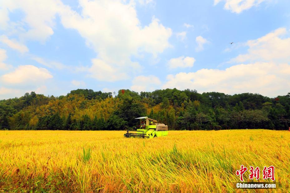 Aerial photo of autumn rice fields in jiangxi