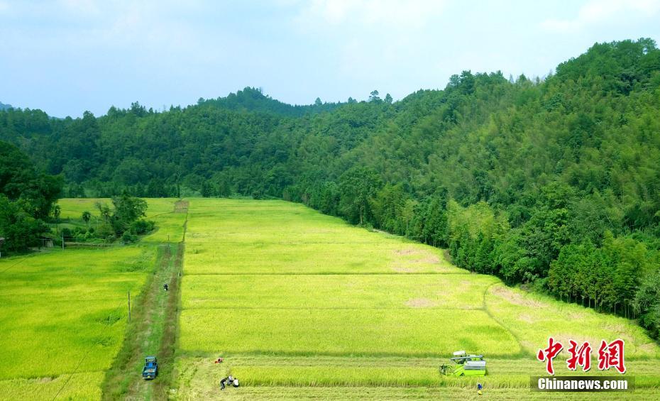 Aerial photo of autumn rice fields in jiangxi