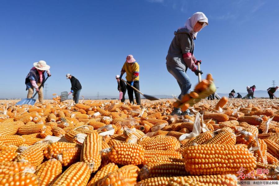 Farmers busy harvesting corns in NW China’s Gansu