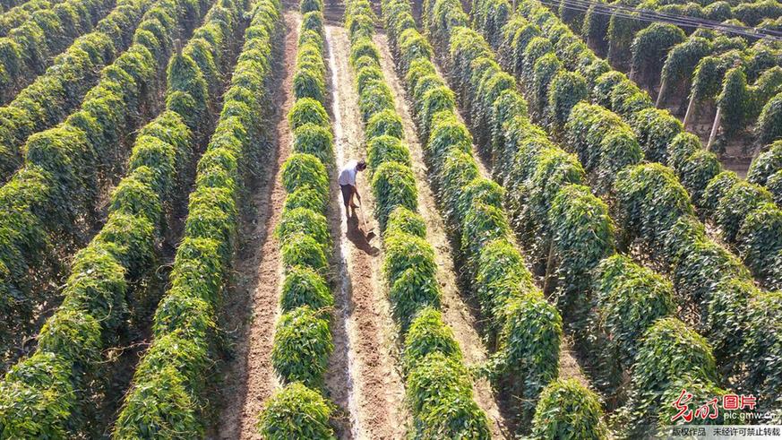 Farmers busy working in S China’s Guangxi