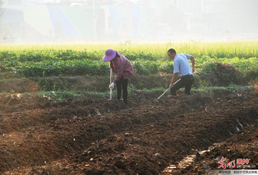 Farmers busy working in S China’s Guangxi