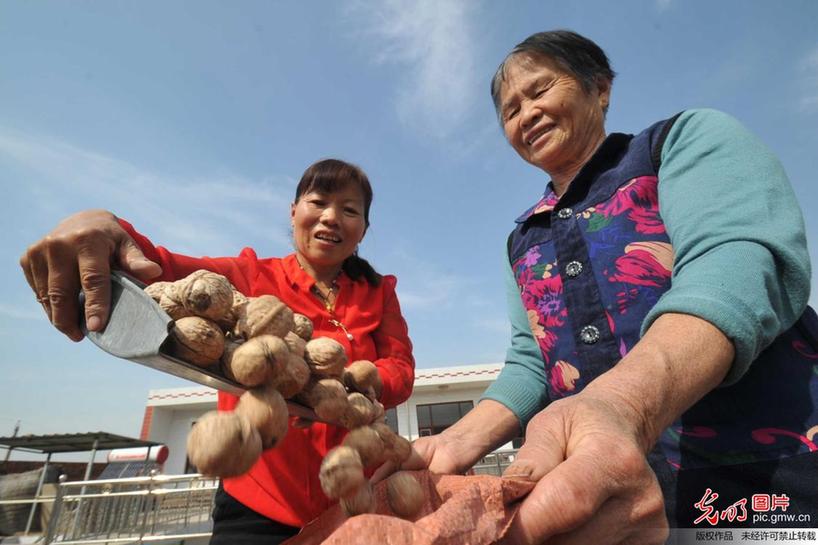 Villagers enjoy good harvest in N China’s Shanxi