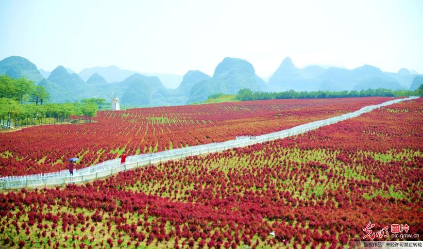 Sea of flowers attract tourists in S China’s Guangxi