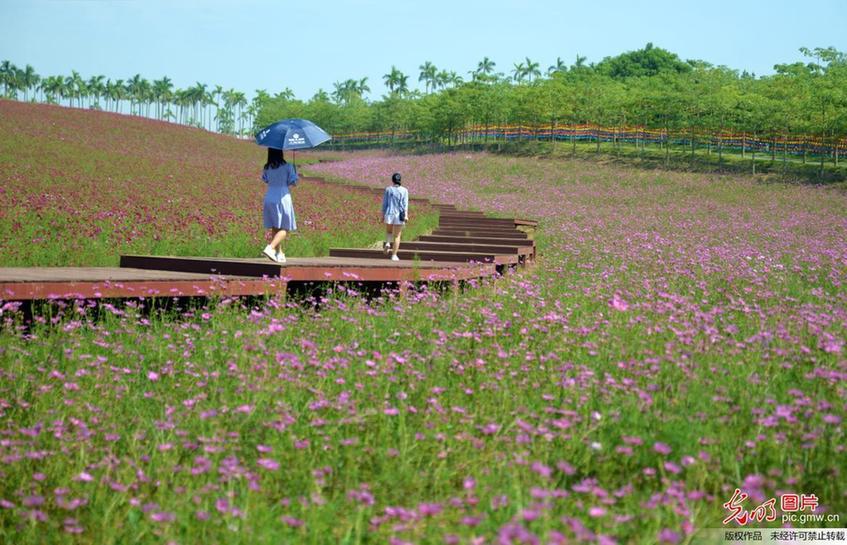 Sea of flowers attract tourists in S China’s Guangxi