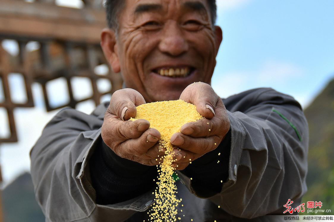 Millet harvest in China's Shandong