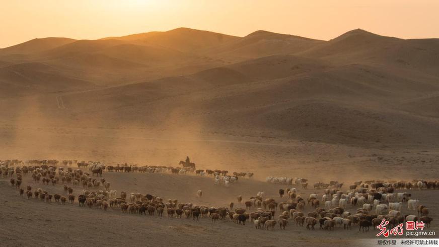 Herdsmen transfer livestock to autumn pasture in NW China’s Xinjiang