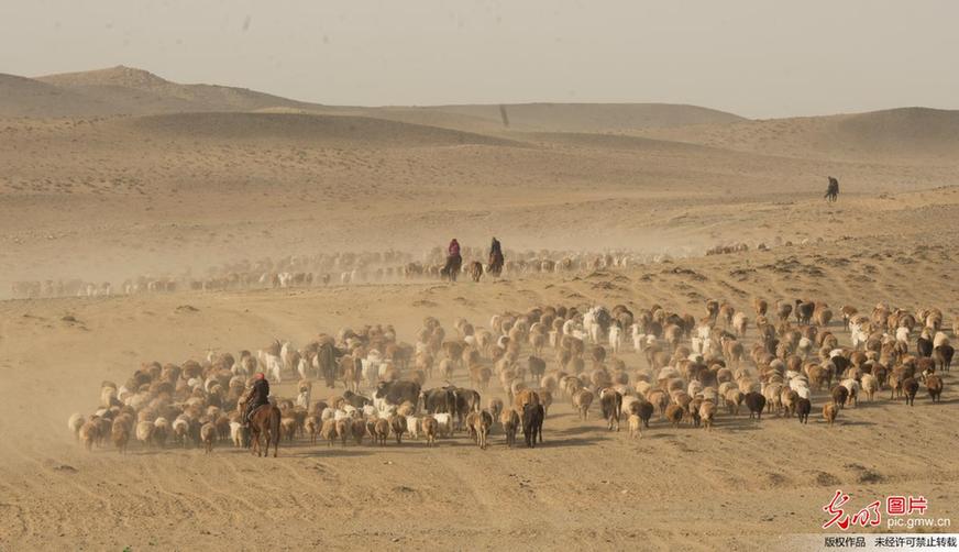 Herdsmen transfer livestock to autumn pasture in NW China’s Xinjiang