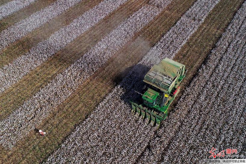 Workers busy harvesting cotton in NW China’s Xinjiang