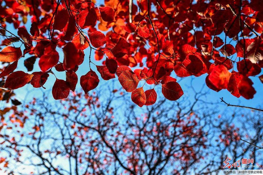 Picturesque scenery of red leaves in E China’s Shandong Province