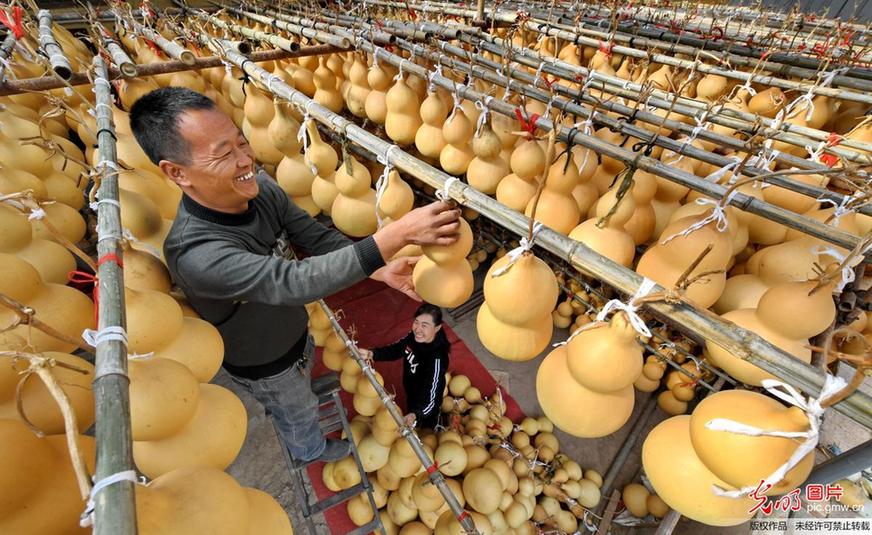 Farmers busy harvesting calabashes in N China’s Shanxi