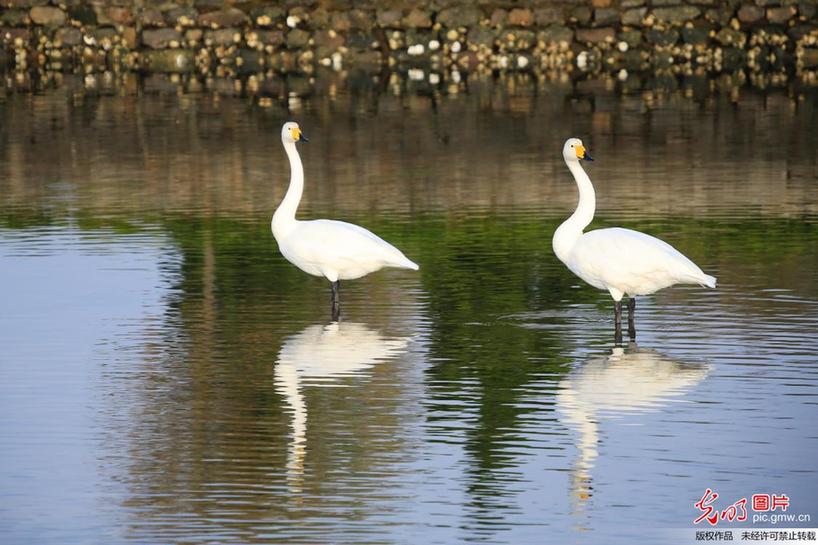 Whooper swans seen in E China’s Shandong Province