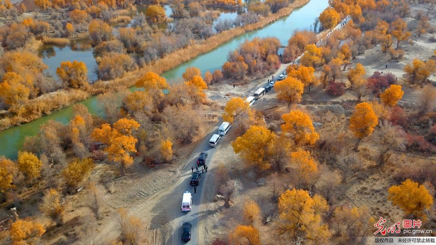 Picturesque scenery of populous euphratica forest in Xinjiang