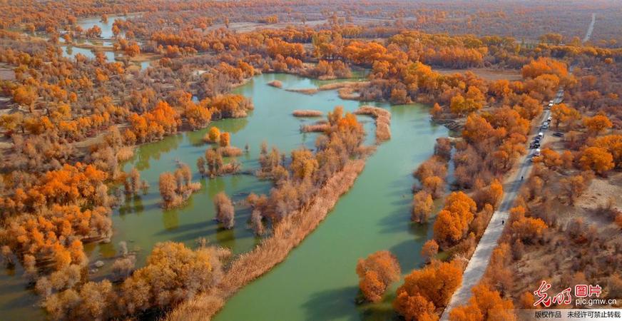 Picturesque scenery of populous euphratica forest in Xinjiang