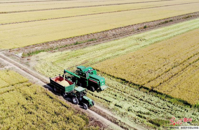 Farmers busy harvesting rice in E China’s Jiangsu