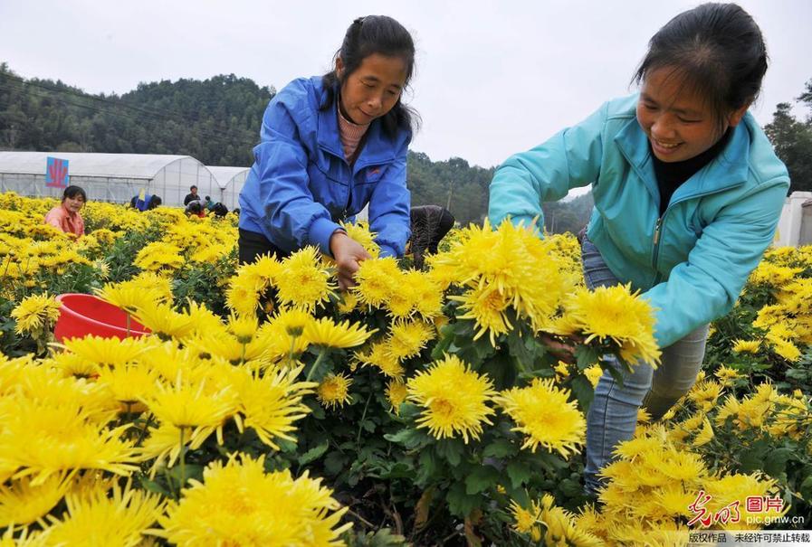 Farmers harvest chrysanthemum flowers to increase income in E China’s Jiangxi