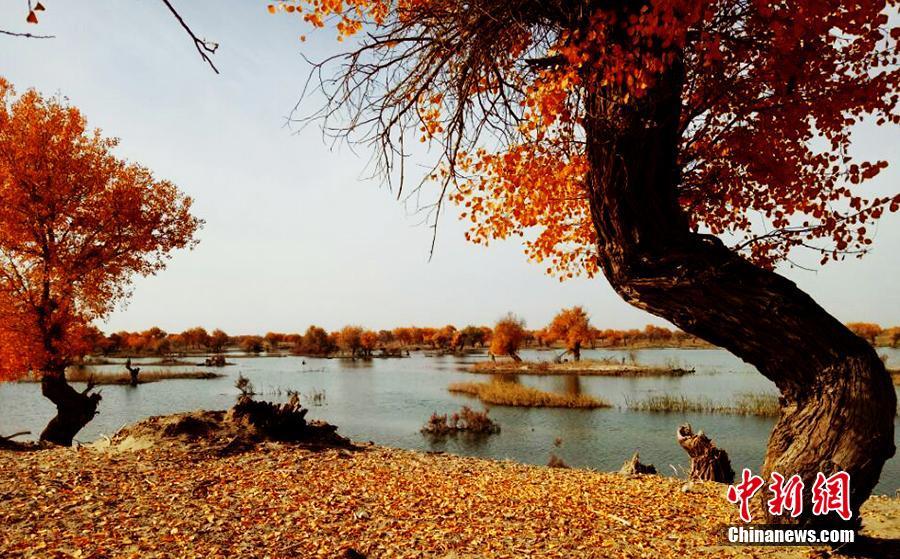 Picturesque scenery of populous euphratica forest in NW China’s Xinjiang