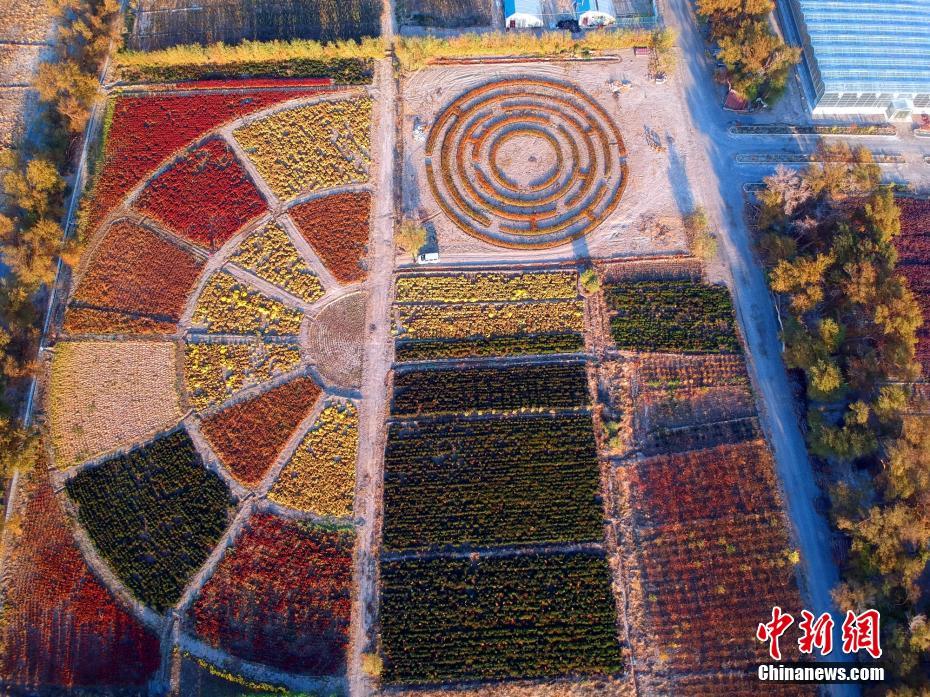 Sea of flowers seen in NW China’s Xinjiang