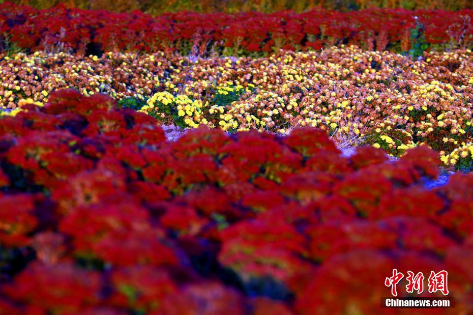 Sea of flowers seen in NW China’s Xinjiang