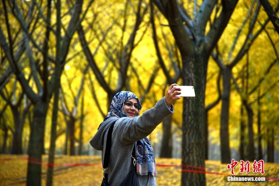 Tourists enjoy scenery of golden ginkgo leaves in E China’s Jiangsu