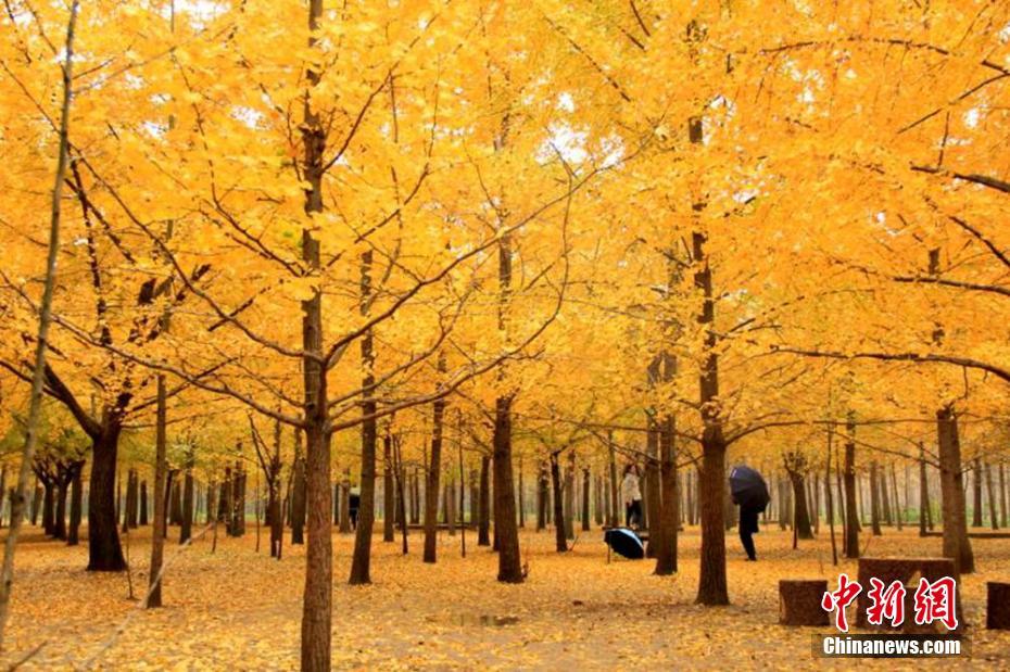 Tourists enjoy scenery of golden ginkgo leaves in E China’s Jiangsu