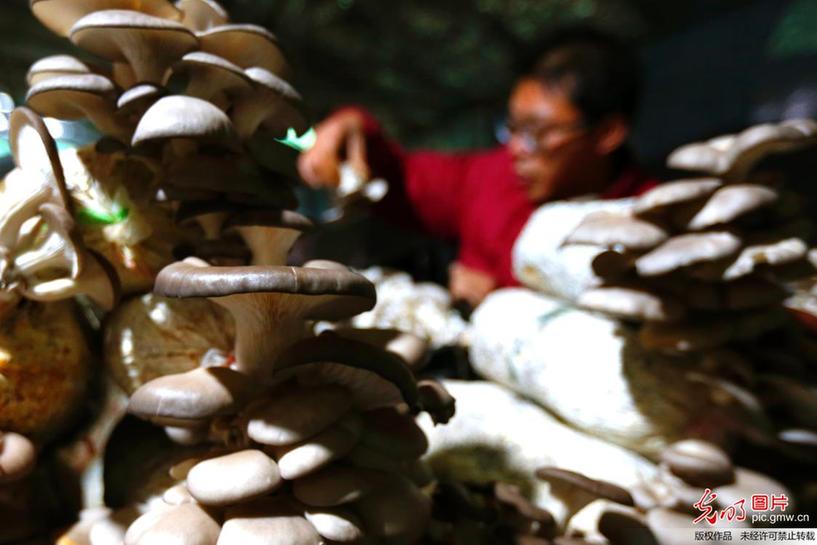 Farmers busy harvesting mushrooms in E China’s Jiangsu Province
