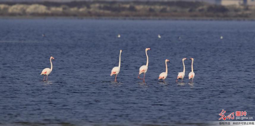 Rare flamingoes seen in N China’s Shanxi